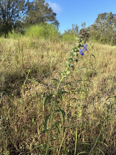 giant blue sage