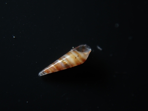 Eulima observed 2026-09-04