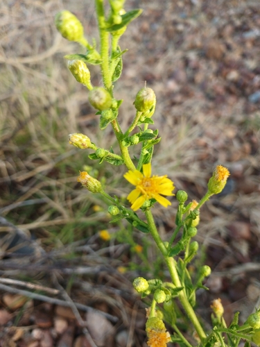 false yellowhead