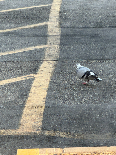 Feral Pigeon