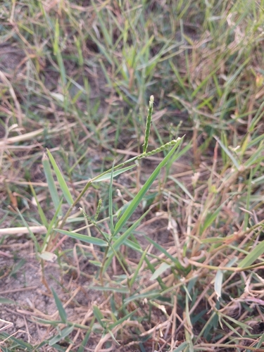 knot grass