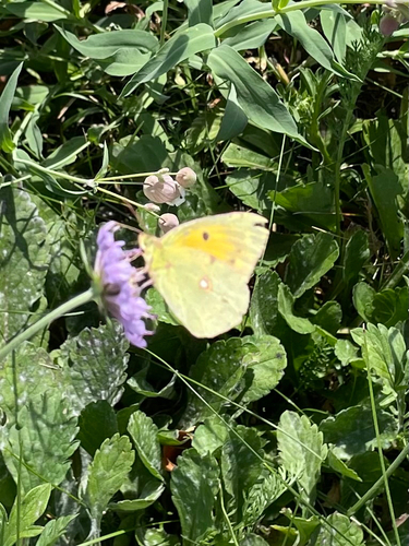 Clouded Yellow
