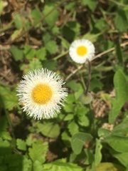 Erigeron procumbens