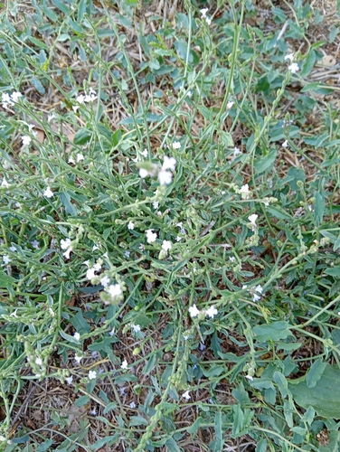 Common vervain