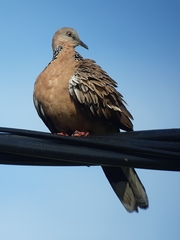 Streptopelia chinensis