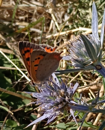 Small Copper