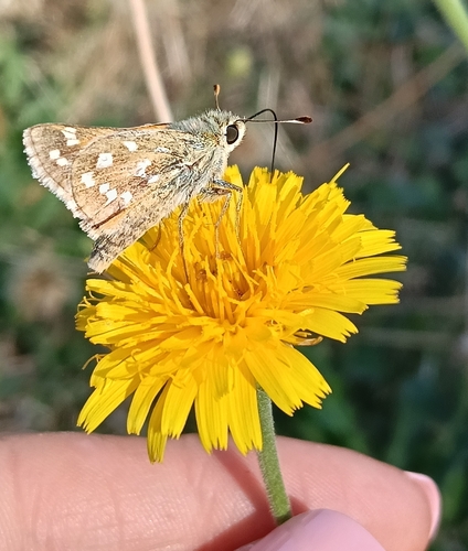 Common Branded Skipper