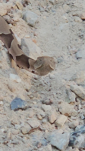 Eastern Copperhead