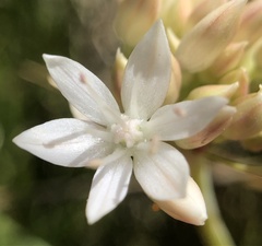 Allium amplectens