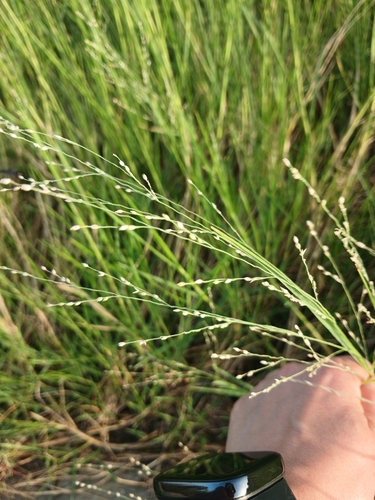 Torpedo grass