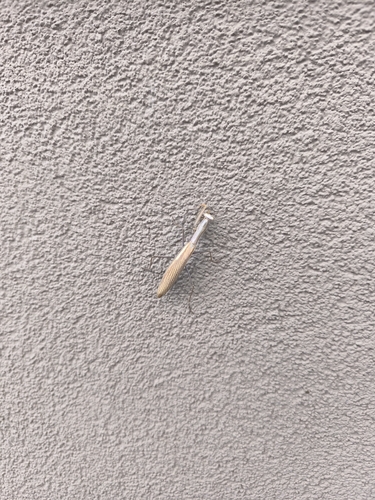European Mantis