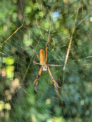 Golden Silk Spider
