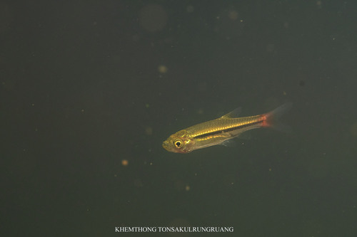 Red-tailed Rasbora