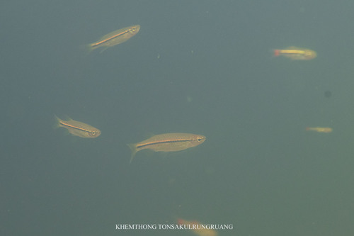 Striped Flying Barb