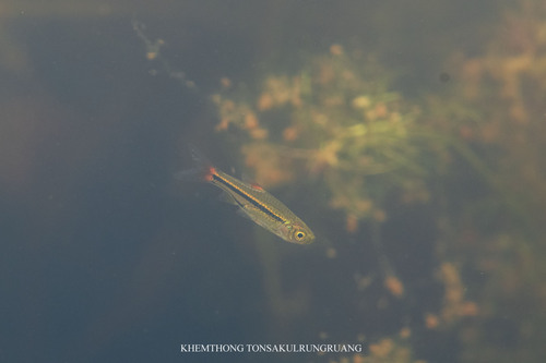 Cherryspot Rasbora