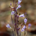 Apteria aphylla - Photo (c) Eric Hunt, algunos derechos reservados (CC BY-SA)