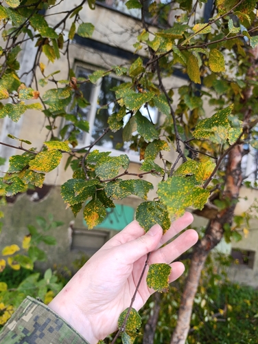 birch rust