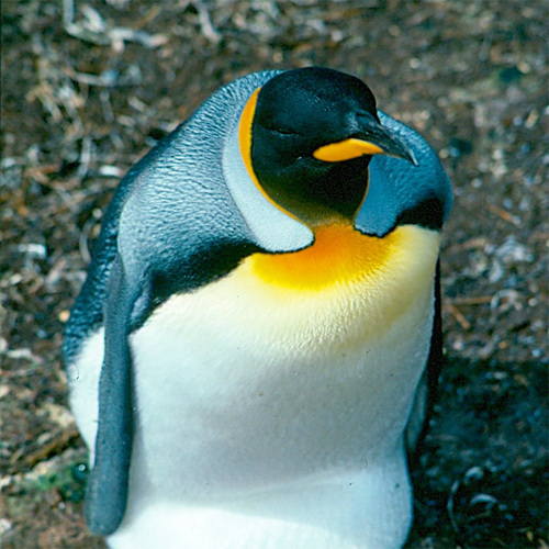 iNaturalist image
