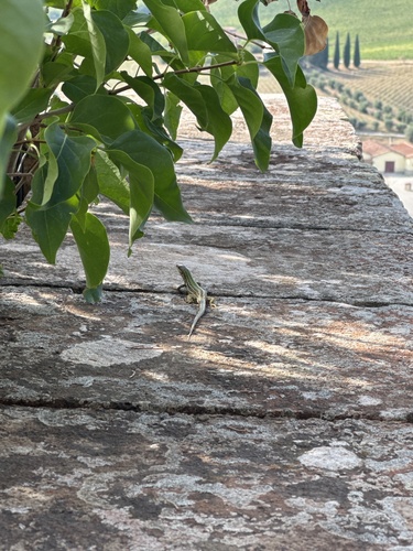 Italian Wall Lizard