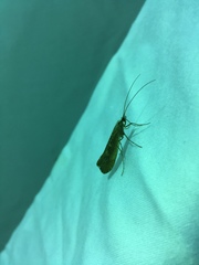 Glyphopsyche irrorata