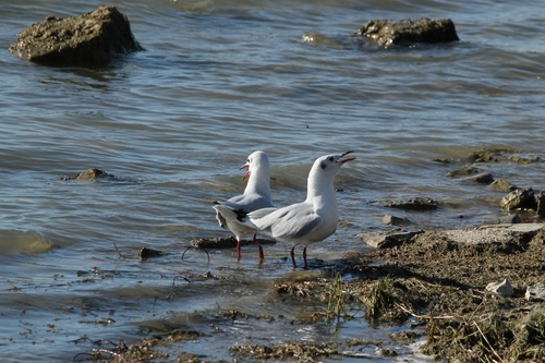 Black-headed Gull