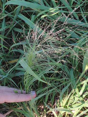 witch grass
