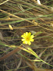 Pentachaeta aurea