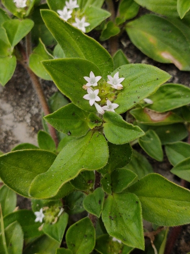 Richardia scabra