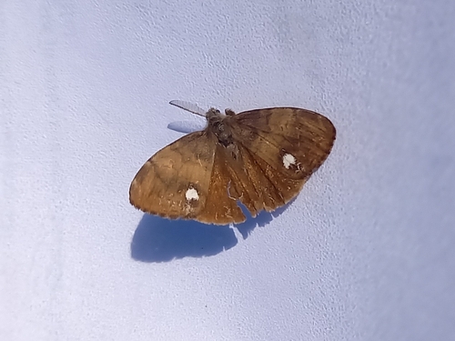 Rusty Tussock Moth