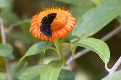 Detritivora gynaea