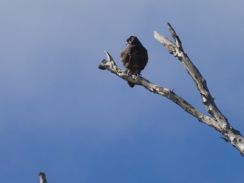 Brown Falcon