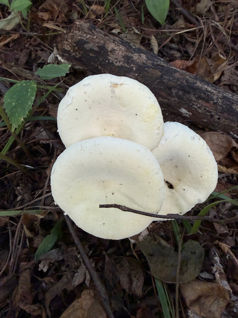Lynx Paw Oyster · September 2026 · photo: Photo: (c) r_rporter, some rights reserved (CC BY) · iNaturalist