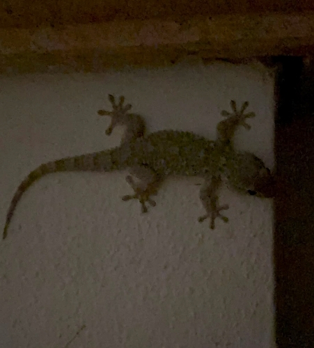 Moorish Gecko