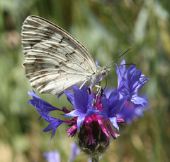 Melanargia larissa