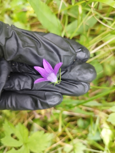 Spreading Bellflower