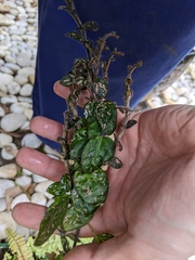 Hypoestes phyllostachya