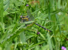 Phanogomphus kurilis