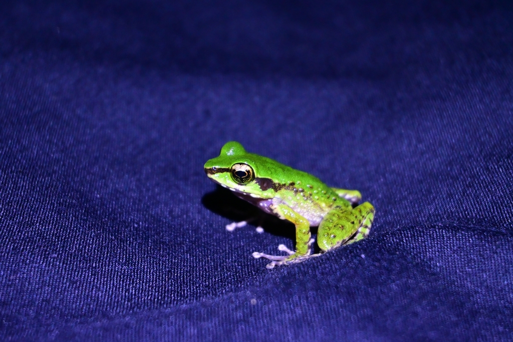 Kongkang belo (Chalcorana macrops)