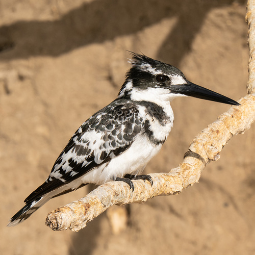 iNaturalist image