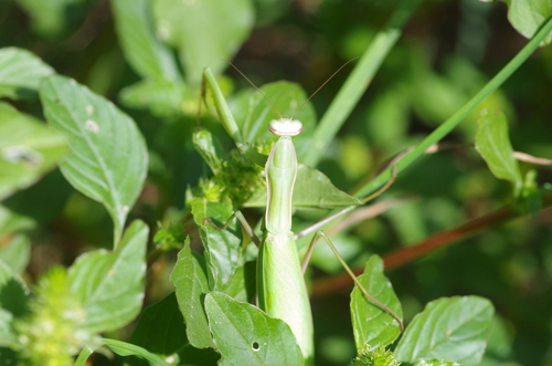 European Mantis
