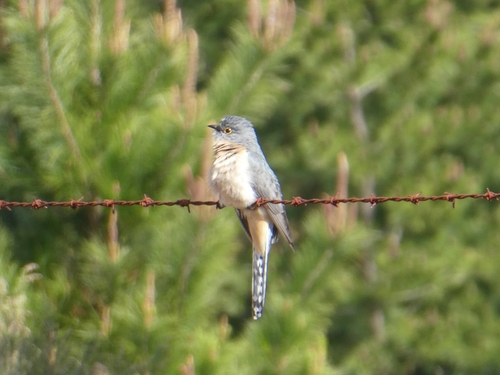 Fan-tailed Cuckoo