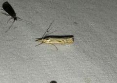 Crambus multilinellus