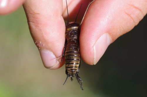 European Field Cricket