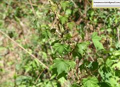 Menispermum dauricum