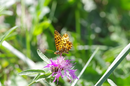 Weaver's Fritillary