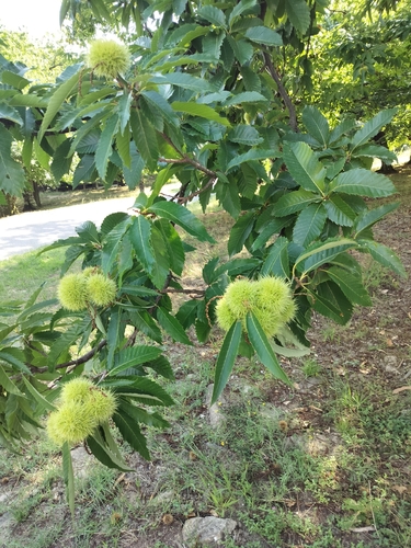 Sweet Chestnut