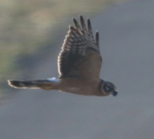 iNaturalist image