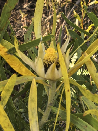 Leucadendron eucalyptifolium, photograph 5