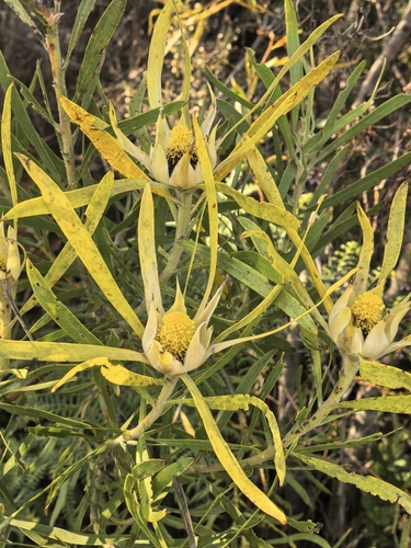 Leucadendron eucalyptifolium, photograph 6