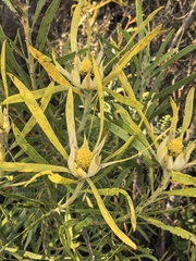 Leucadendron eucalyptifolium, photograph author not stated, no rights reserved